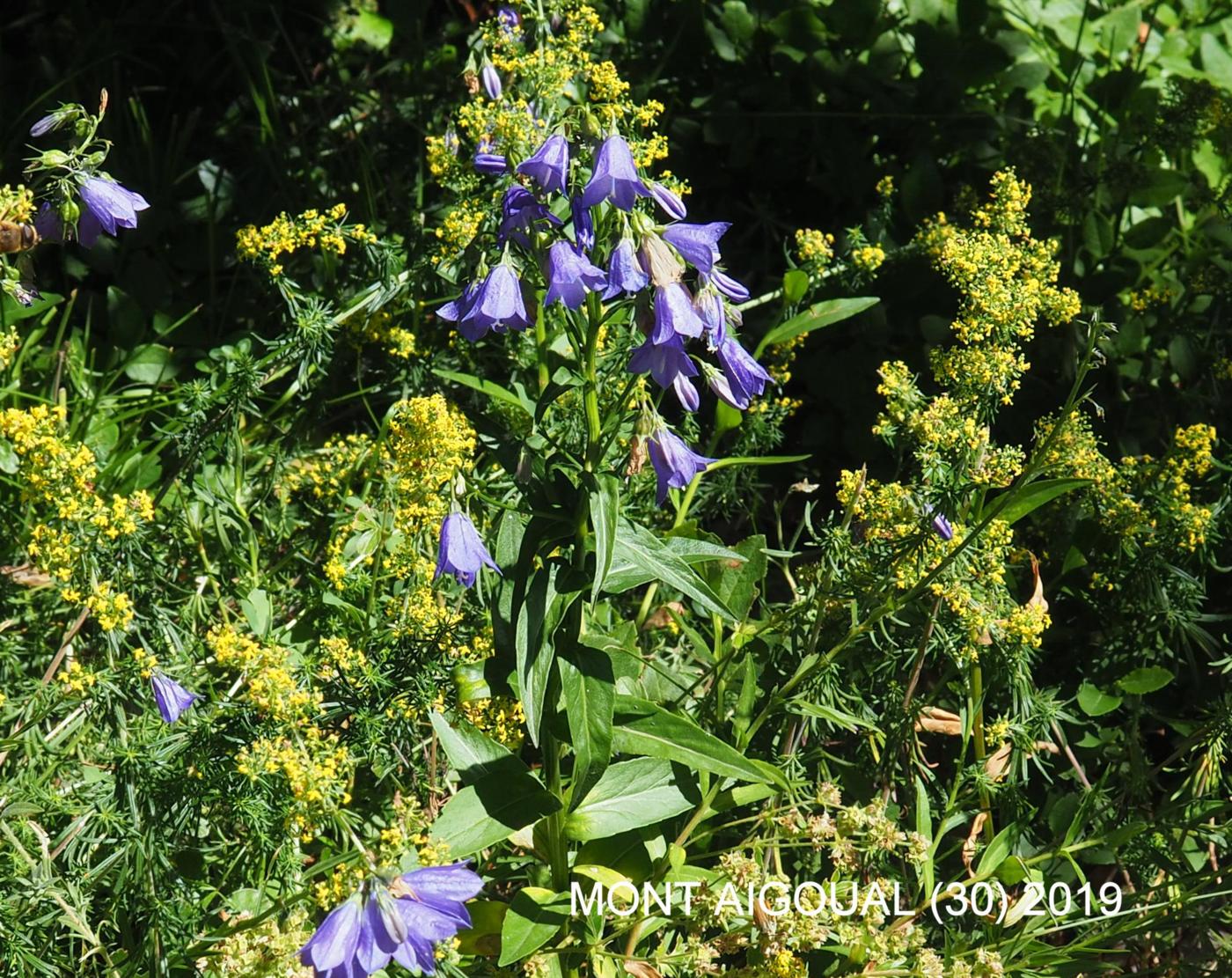 Bellflower, [Erect] plant